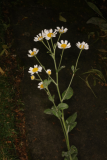 Tanacetum balsamita subsp. balsamitoides RCP7-2016 (72).JPG